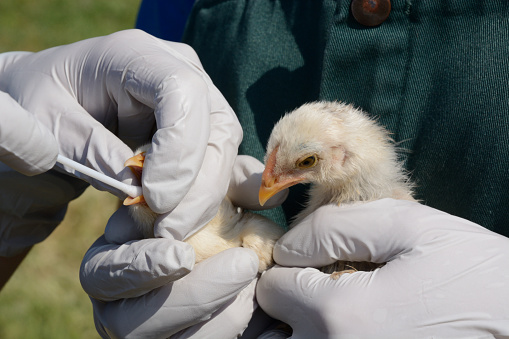 Swabbing mixed breed baby chicks to test for avian influenza
