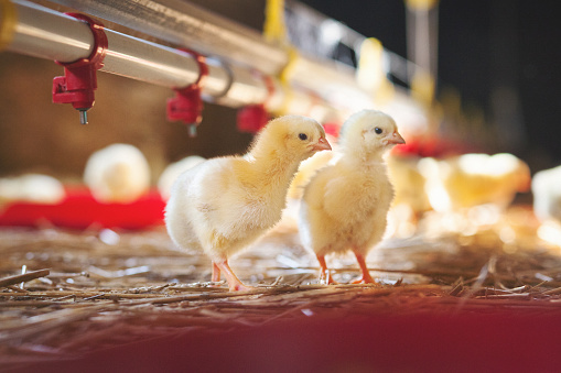 Chicken at farm. Shallow DOF. Developed from RAW; retouched with special care and attention; Small amount of grain added for best final impression. 16 bit Adobe RGB color profile.
