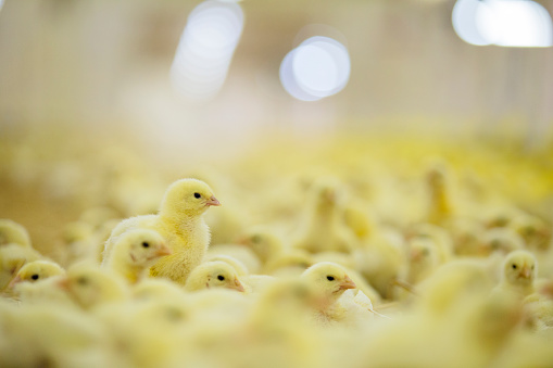 Barn full of little young yellow chickens. Shallow DOF. Developed from RAW; retouched with special care and attention; Small amount of grain added for best final impression. 16 bit Adobe RGB color profile.